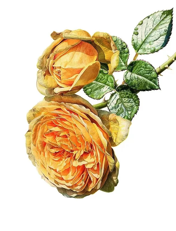 她画的超写实水彩花卉美到窒息,让人惊艳的水彩画