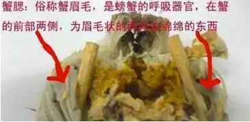 大闸蟹螃蟹4个部位千万别吃图解,大闸蟹哪些地方不能吃图解