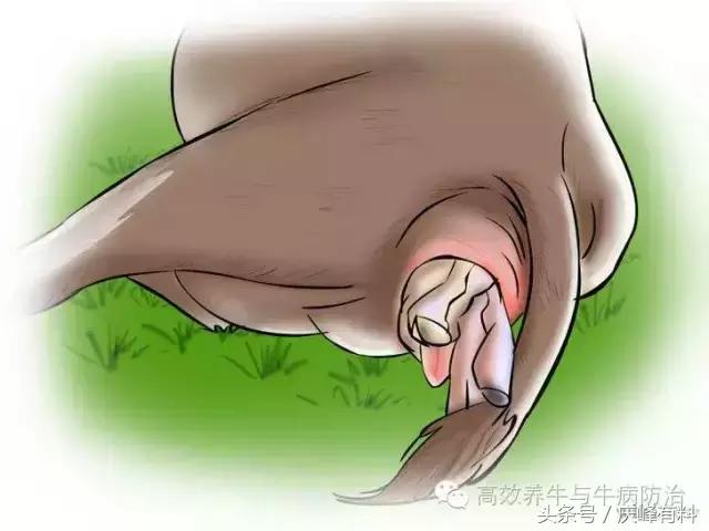 判断母牛生产成功的最佳方法,养牛最佳观察方法