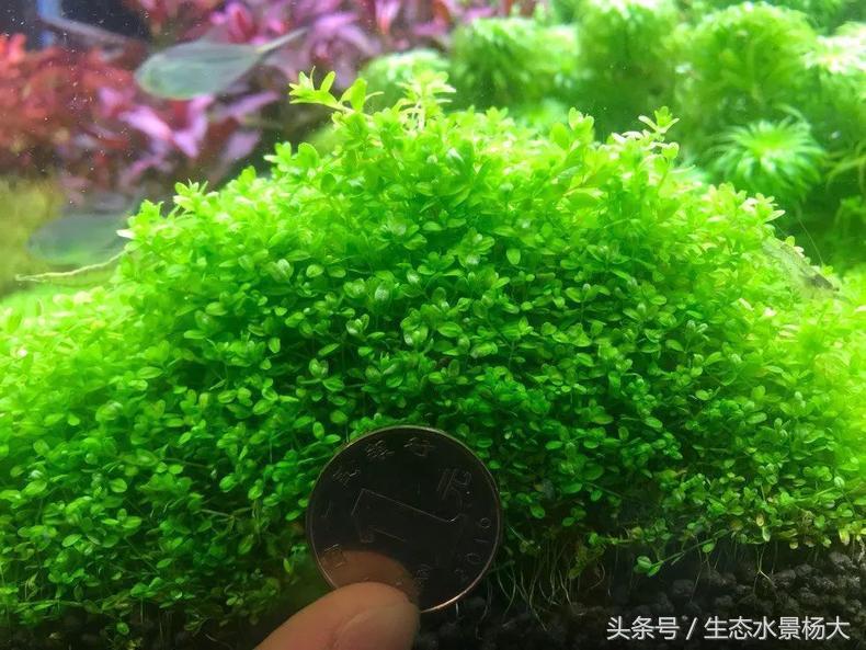 扁平形珍珠是怎么形成的,米型珍珠怎么形成的