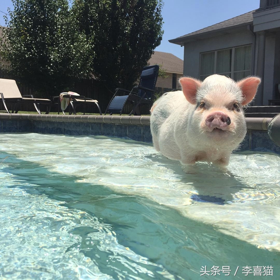 什么宠物猪可爱最好养呢,宠物猪的饲养方法