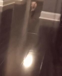 什么宠物猪可爱最好养呢,宠物猪的饲养方法