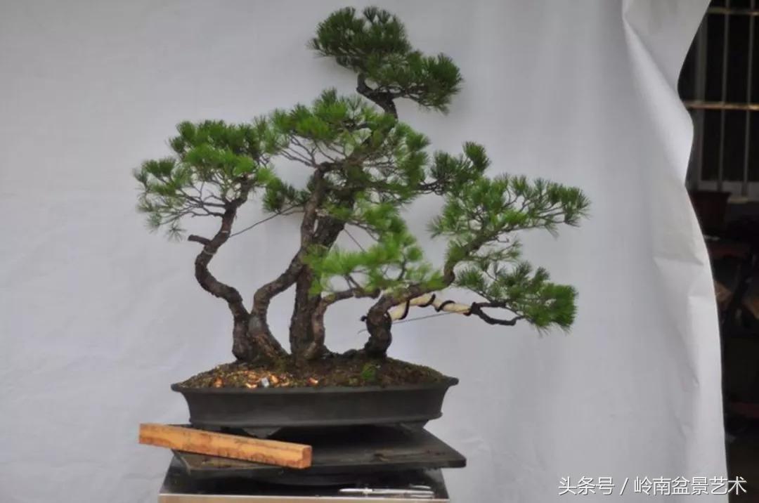 神来之笔绘画作品欣赏,神来之笔书法作品大全