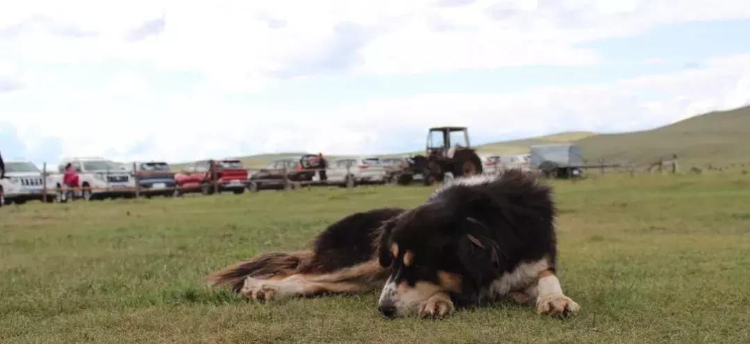 全新一代瑞虎8秘境雨林深度体验 (开19款1.6t豪华版瑞虎8自驾游)