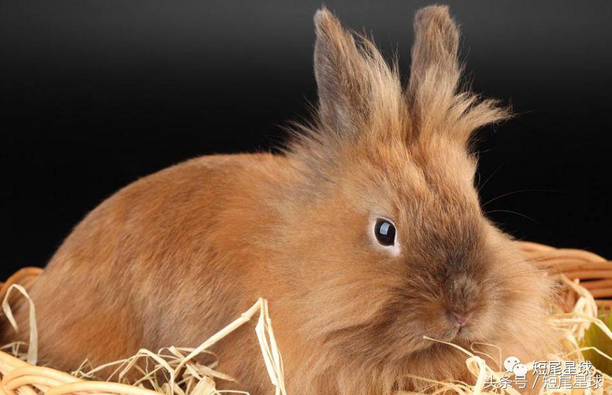 怎么驯服兔子让兔子变乖,兔子突然变乖是什么原因