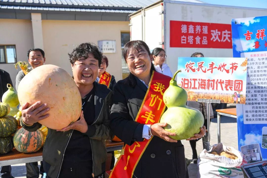 现场太火爆！看东胜区折家梁村如何庆丰收！