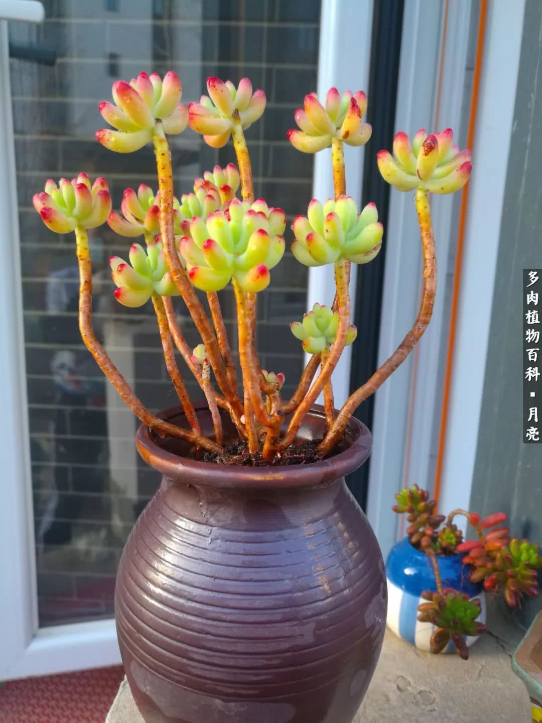 养了五年多肉没一盆“干货”？终于总结出原因了！