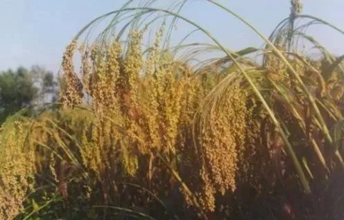 丰收节献五谷,丰收节五谷不分技巧