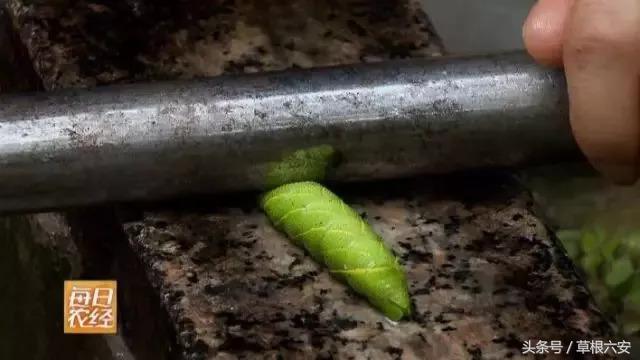 六安这种常见的虫子,竟然卖到了180一斤!你家附近有吗?