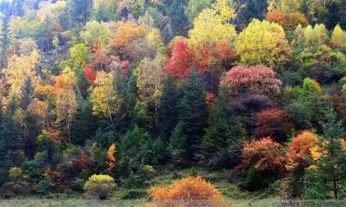 红叶秋天的一道独特风景,红叶美景惊艳了整个秋天