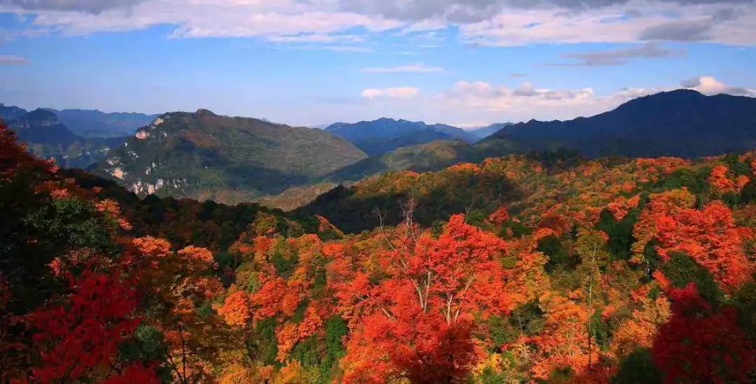 红叶秋天的一道独特风景,红叶美景惊艳了整个秋天