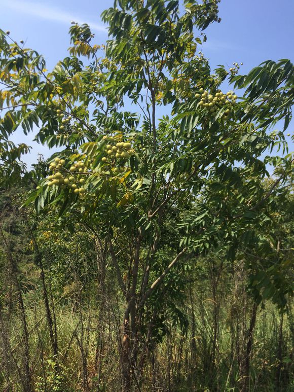 看,这是无患子,你认识吗?知道它有什么用吗?