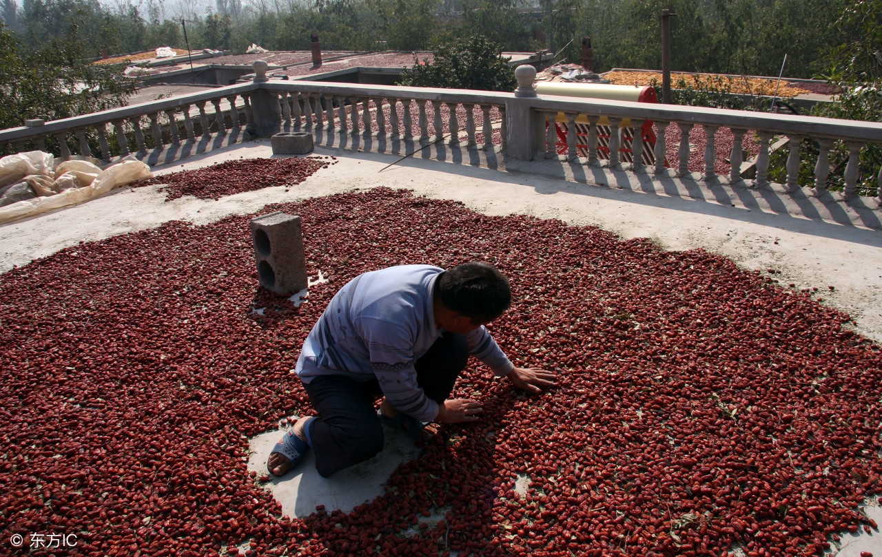 三蒸三晒红枣什么季节晒,为什么红枣要三晾三晒