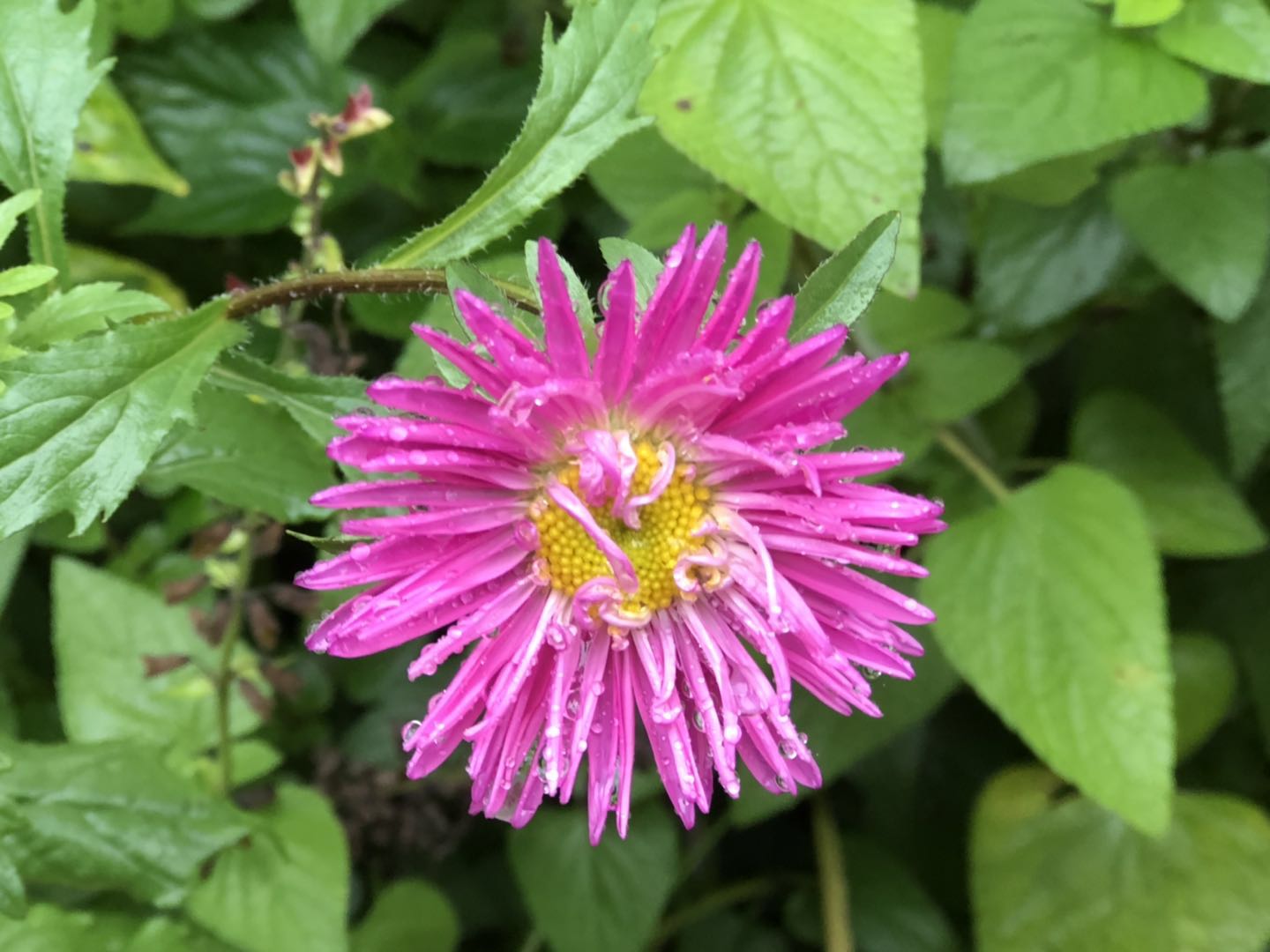 人间仙境洛阳栾川老君山,河南旅游景点推荐洛阳重渡沟
