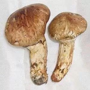 解秋燥的汤有哪些,秋燥养生汤的功效