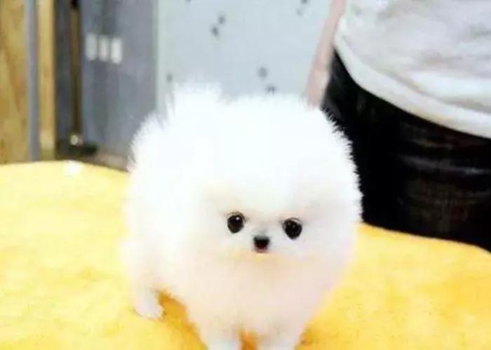 饲养博美常识大全,博美的饲养方法和注意事项