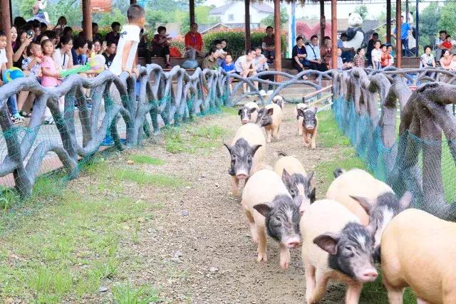 跟着萌宠过国庆，准备好迎接惊喜了吗？