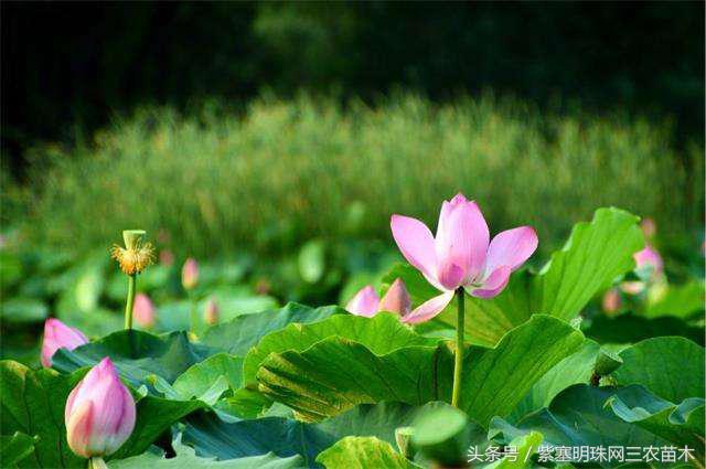 宏村古镇旅游攻略住宿,宏村婺源景德镇旅游攻略