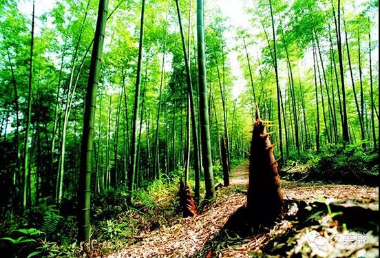 南川方竹笋哪里正宗,南川三泉镇好吃方竹笋的店推荐