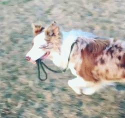 边牧狗狗有多聪明,边牧属于智商高的狗吗