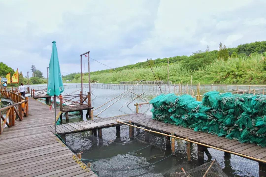 沙家浜芦苇荡游玩体验感想,沙家浜风起芦苇荡