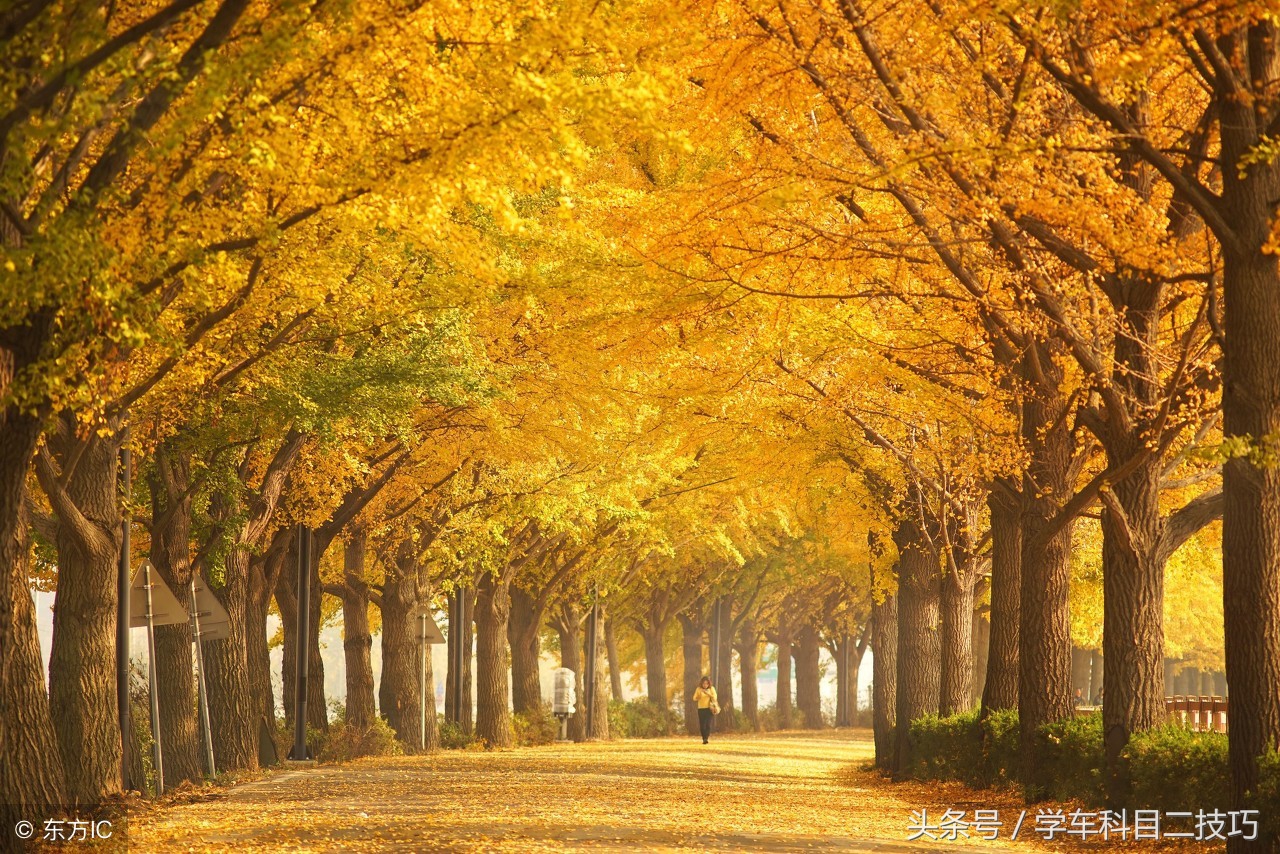 科目三要点和技巧视频,科目三的难点及重点