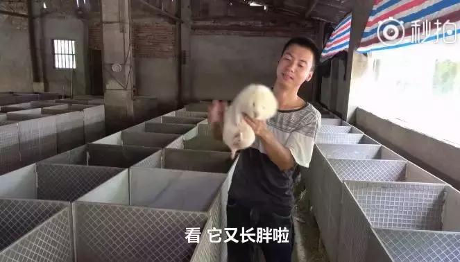 华农兄弟养竹鼠,华农兄弟养竹鼠的视频