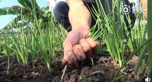 华农兄弟养竹鼠,华农兄弟养竹鼠的视频