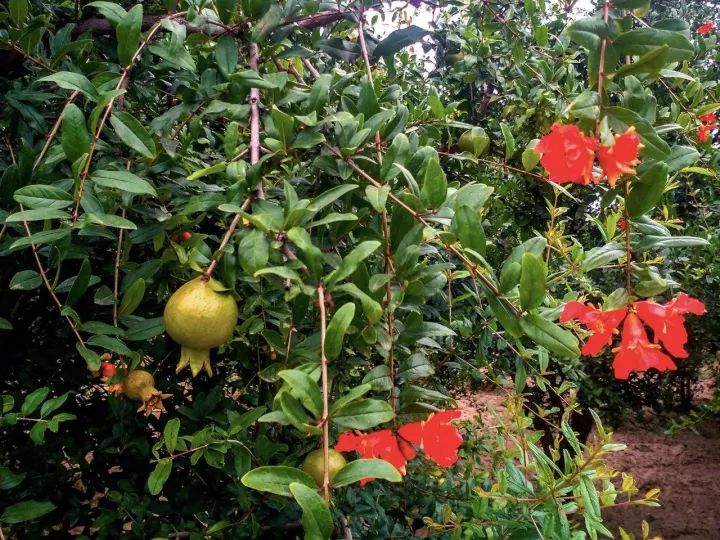 头茬正宗突尼斯软籽石榴,石榴突尼斯软籽石榴黑珍珠