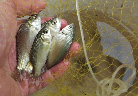 我的爸爸特别喜欢钓鱼,我的爸爸喜欢钓鱼作文二年级