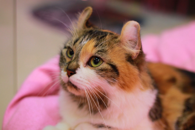 上海魔都奇妙减压馆,魔都减压视频完整版