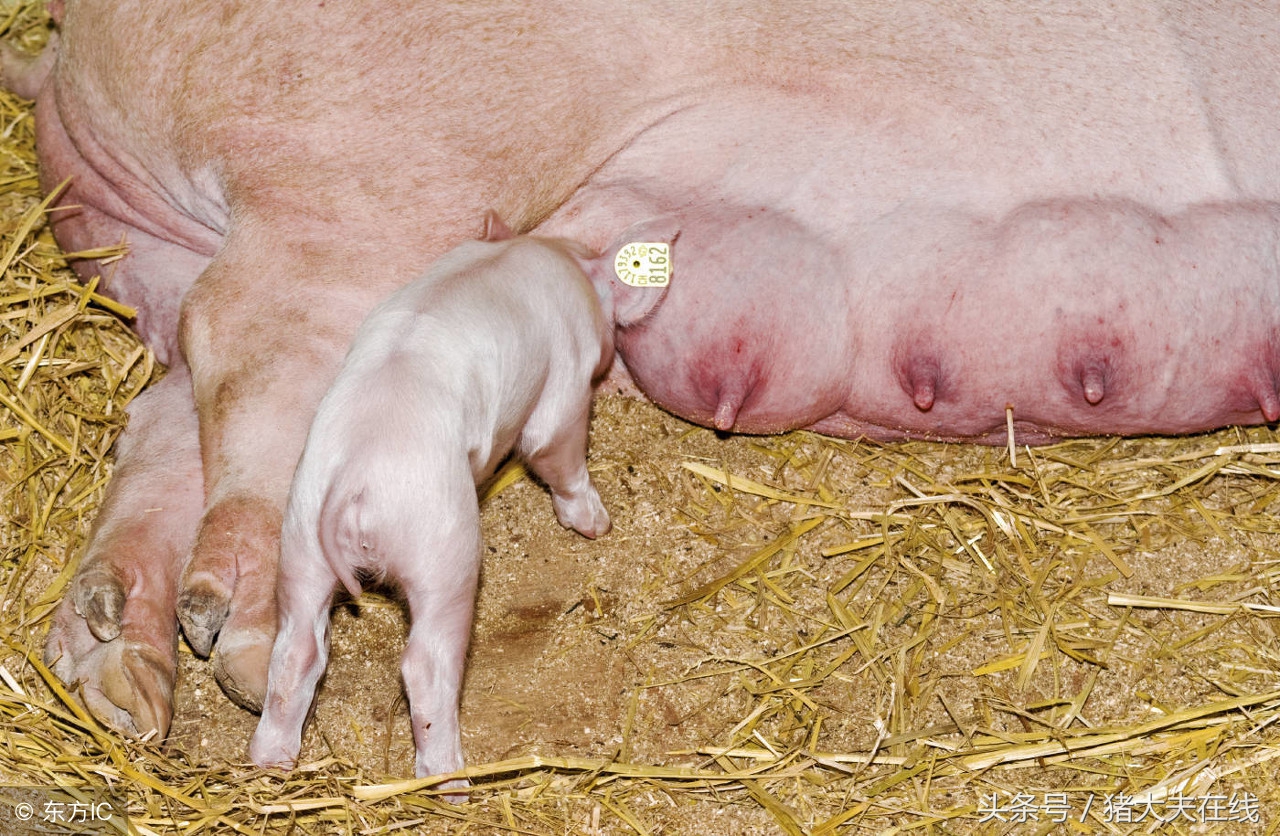母猪产后大出血的紧急治疗方案,母猪难产大出血怎么治疗