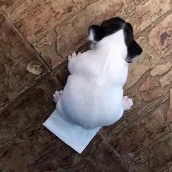 狗狗拉出来的粪便有白色的小虫,怎么从狗狗粪便判断狗狗健康情况