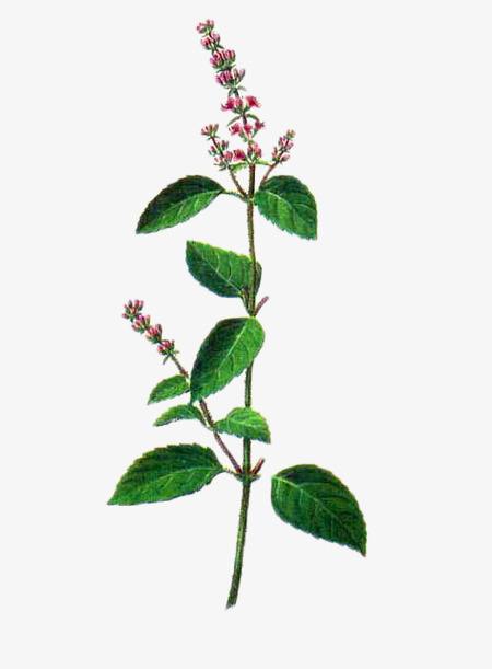 烧仙草黑凉粉和龟苓膏有什么区别,烧仙草龟苓膏白凉粉哪个更有营养