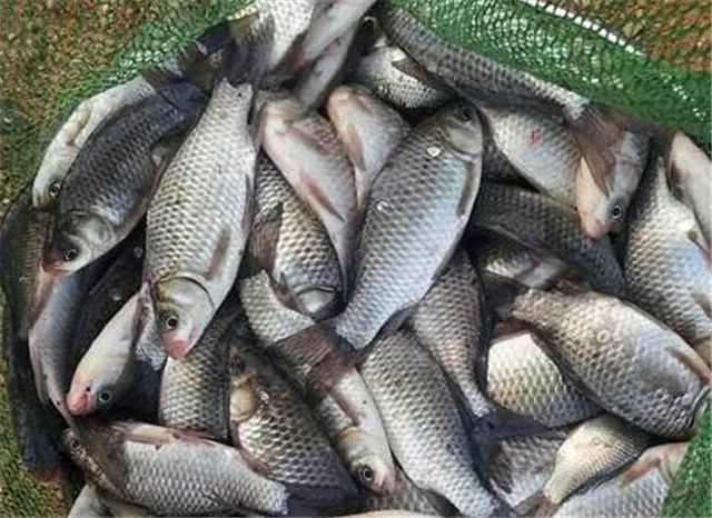 红虫蚯蚓颗粒配什么饵料钓鲫鱼,春季红虫蚯蚓饵料野钓哪个最好