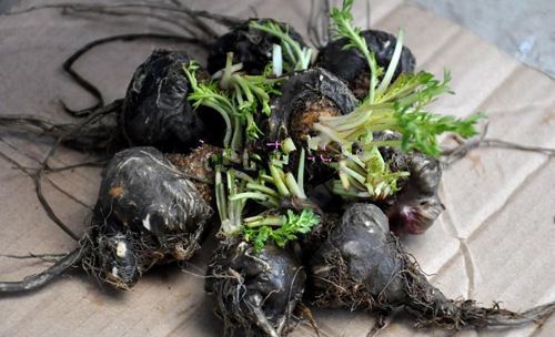 这南美喂牲口的菜，曾在我国卖到上万，现在每斤八块，你吃过吗？