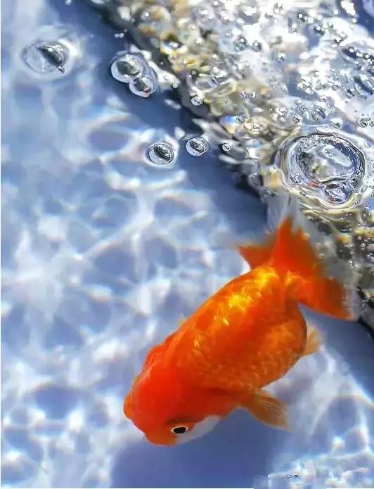 金鱼养眼,十大观赏小型金鱼