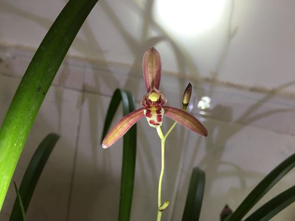 用苔藓怎么养兰,养好兰花的材料