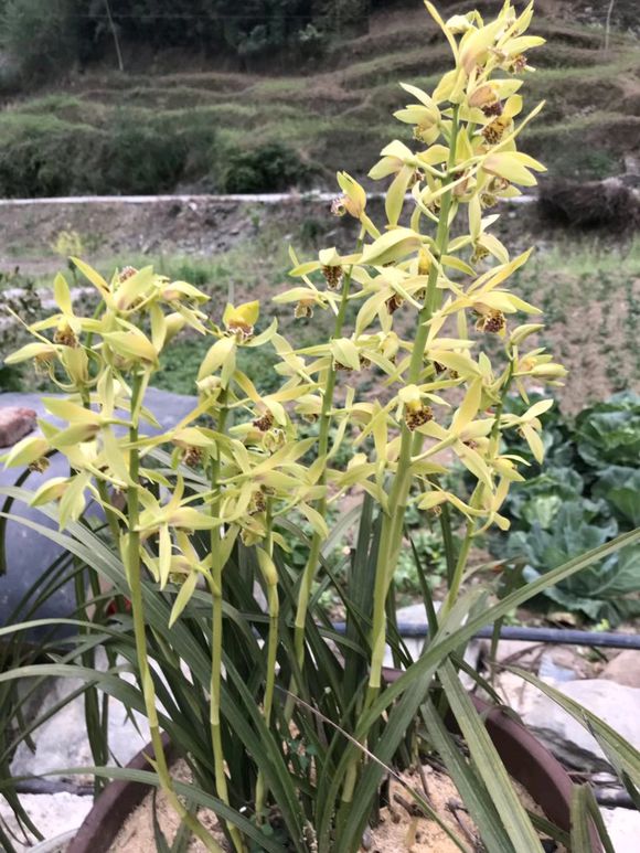 养好兰花的材料,养好兰根的主因是什么