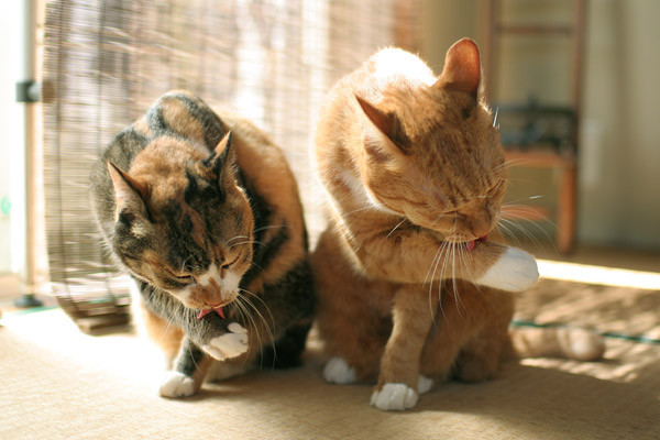 猫咪的胡须有什么作用,猫咪胡须有药用价值