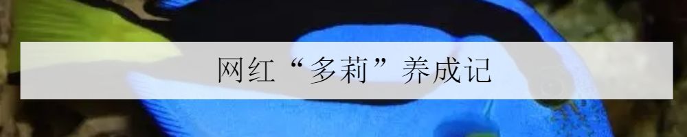 2020cips长城杯世界大赛,2023cips长城杯世界特别组锦标赛