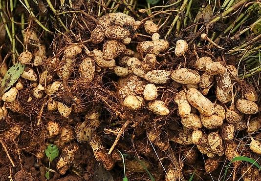 花生空壳怎么办，做好这4点，不仅颗颗饱满还高产