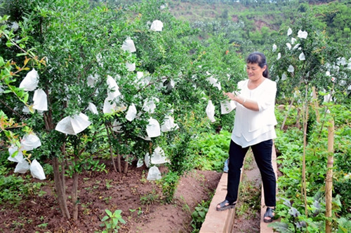 石榴套袋请人套袋,石榴套袋和不套袋的好处与缺点