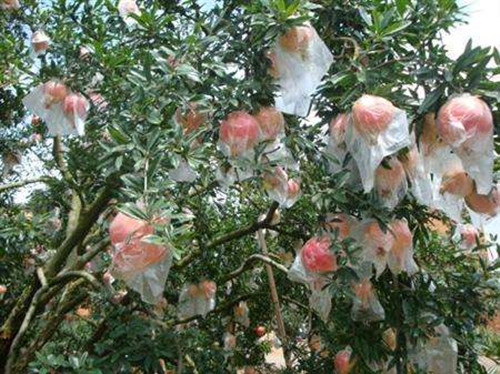 石榴套袋请人套袋,石榴套袋和不套袋的好处与缺点