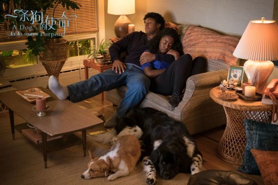 关于狗狗的一部很感人的电影,狗狗感人电影一条狗的使命