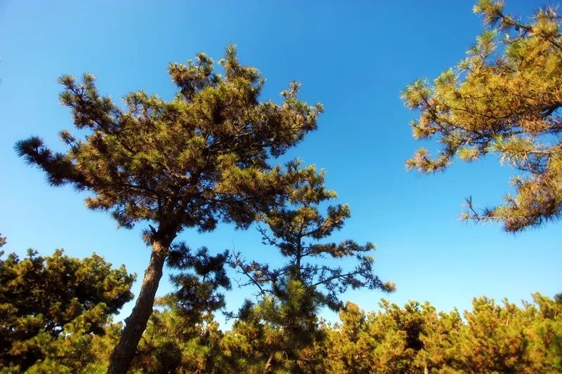 扩散|后海南时代,看威海卓达·香水海