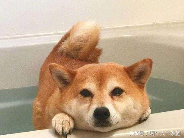 怎样祛除狗狗焦虑症,狗狗如何预防分离焦虑症