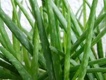 「夜听」家里养一盆，药费不用花！最安全的血管“保护伞”，太值了