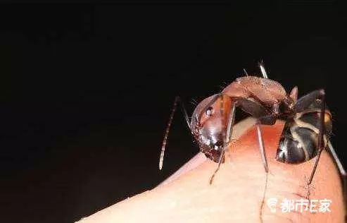 被马蜂蜇了的最快速处理办法,被马蜂蛰的100种方法