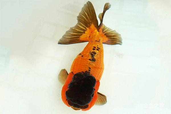 兰寿都是短尾巴吗,兰寿为什么短尾